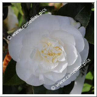 Camellia Japonica 'Joshua E. Youtz'