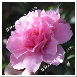 Camellia Hybride C.x williamsii 'Jubilation'