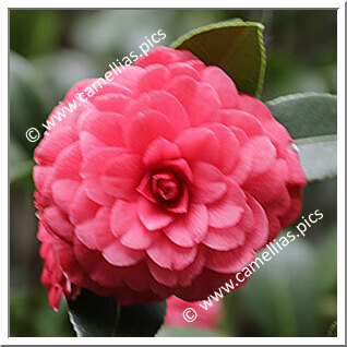 Camellia Japonica 'Jubilé de Tournai'