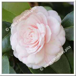 Camellia Japonica 'Jubilee'