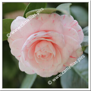 Camellia Japonica 'Jubilee'