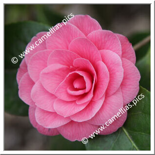 Camellia Japonica 'Jubilee Rosea'