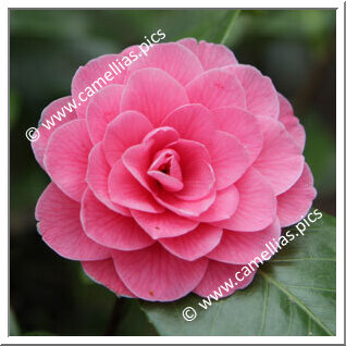 Camellia Japonica 'Jubilee Rosea'