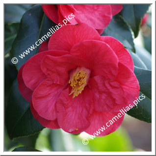 Camellia Japonica 'Jules Verne'