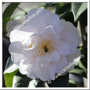 Camellia Japonica 'Julia France'
