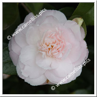 Camellia Hybrid C.x williamsii 'Julia Hamiter'