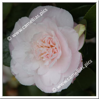 Camellia Hybrid C.x williamsii 'Julia Hamiter'