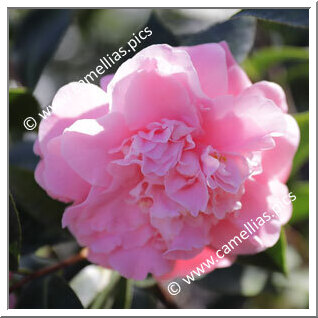 Camellia Japonica 'Julia Wilson'