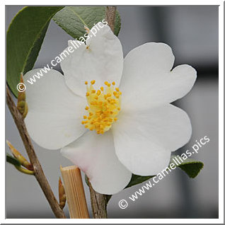 Camellia Japonica 'Jûrika'