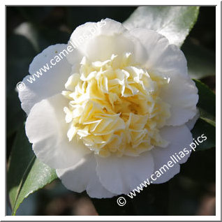 Camellia Hybrid C.x williamsii 'Jury's Yellow'