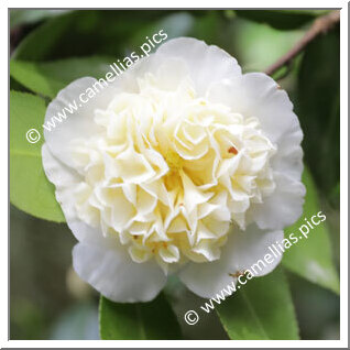 Camellia Hybride C.x williamsii 'Jury's Yellow'