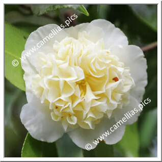 Camellia Hybrid C.x williamsii 'Jury's Yellow'