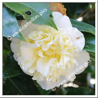 Camellia Hybrid C.x williamsii 'Jury's Yellow'