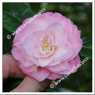 Camellia Japonica 'Just Darling '