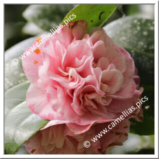 Camellia Japonica 'Just Sue'