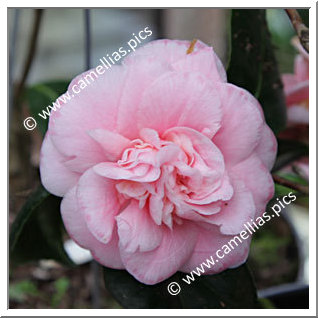 Camellia Japonica 'Just Sue'