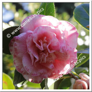 Camellia Japonica 'Just Sue'