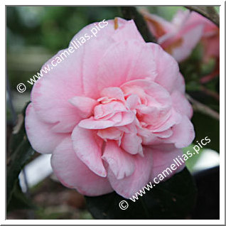 Camellia Japonica 'Just Sue'