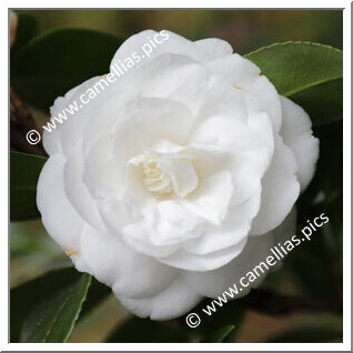 Camellia Japonica 'Justine Heurtin'