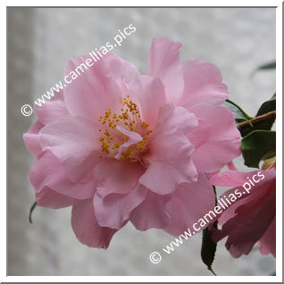 Camellia Japonica 'Jutta'