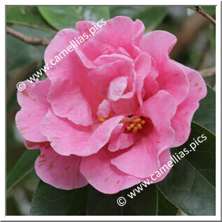 Camellia Reticulata 'K.O. Hester'