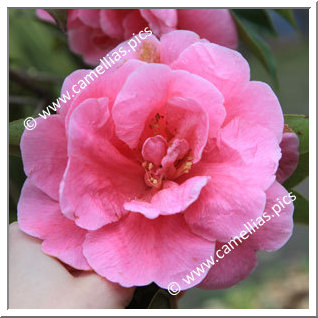 Camellia Reticulata 'K.O. Hester'