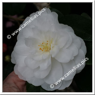 Camellia Japonica 'K. Sawada'