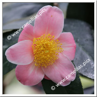 Camellia Japonica 'Kaga-zôgen '