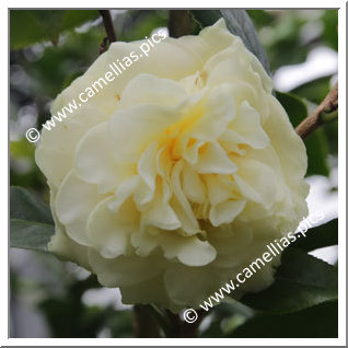 Camellia Hybride 'Kagirohi'