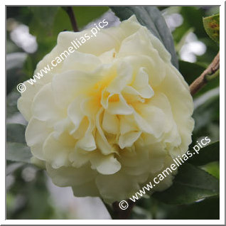 Camellia Hybride 'Kagirohi'