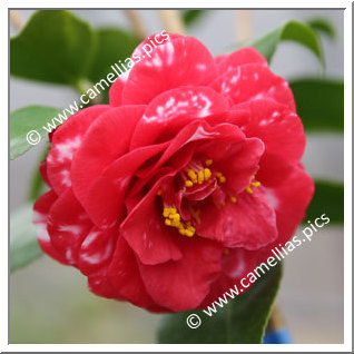 Camellia Japonica 'Kagoshima'