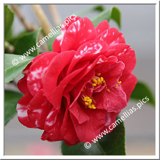 Camellia Japonica 'Kagoshima'