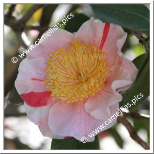 Camellia Camellia Japonica de Higo 'Kakehashi'