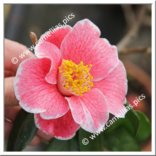 Camellia Japonica 'Kakure-iso'