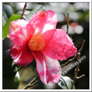 Camellia Sasanqua 'Kamakura-shibori'