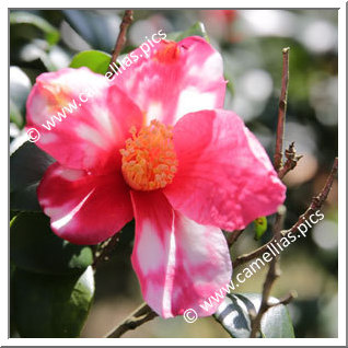 Camellia Sasanqua 'Kamakura-shibori'