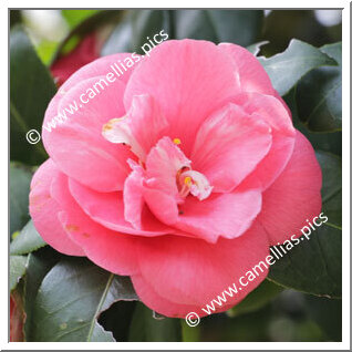 Camellia Japonica 'Kan'yôtai'