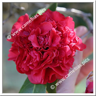 Camellia Japonica 'Kânêshon-tsubaki'