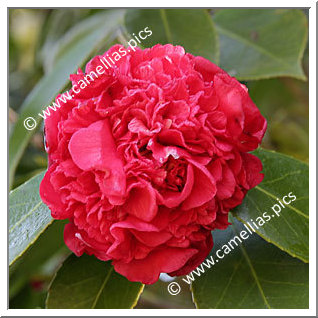 Camellia Japonica 'Kânêshon-tsubaki'