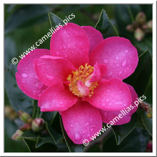 Camellia Sasanqua 'Kanjirô'