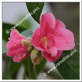 Camellia Wabisuke 'Kanzaki-aka-wabisuke'