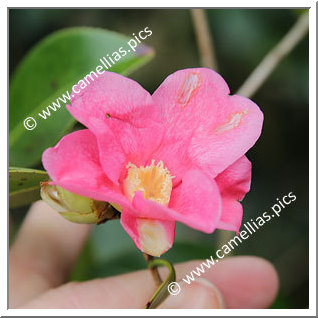 Camellia Wabisuke 'Kanzaki-aka-wabisuke'