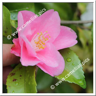 Camellia Hybride 'Kaori-nigô'