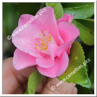 Camellia Hybride 'Kaori-nigô'