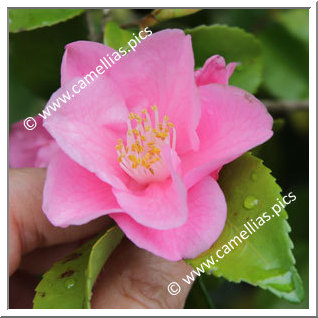 Camellia Hybrid 'Kaori-nigô'