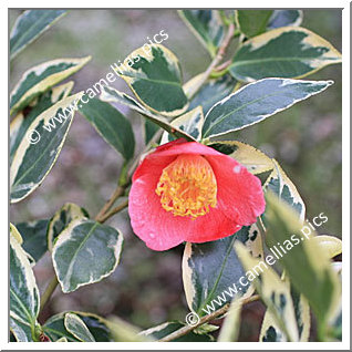 Camellia Japonica 'Karabenten'