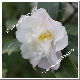 Camellia Sasanqua 'Kasane-ôgi'
