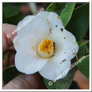 Camellia Japonica 'Kasenzan'
