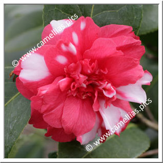 Camellia Japonica 'Kasugayama'