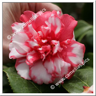 Camellia Japonica 'Kasugayama'